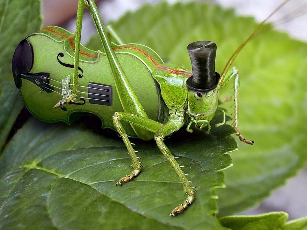 1024x768 Cricket Insect Quotes. QuotesGram