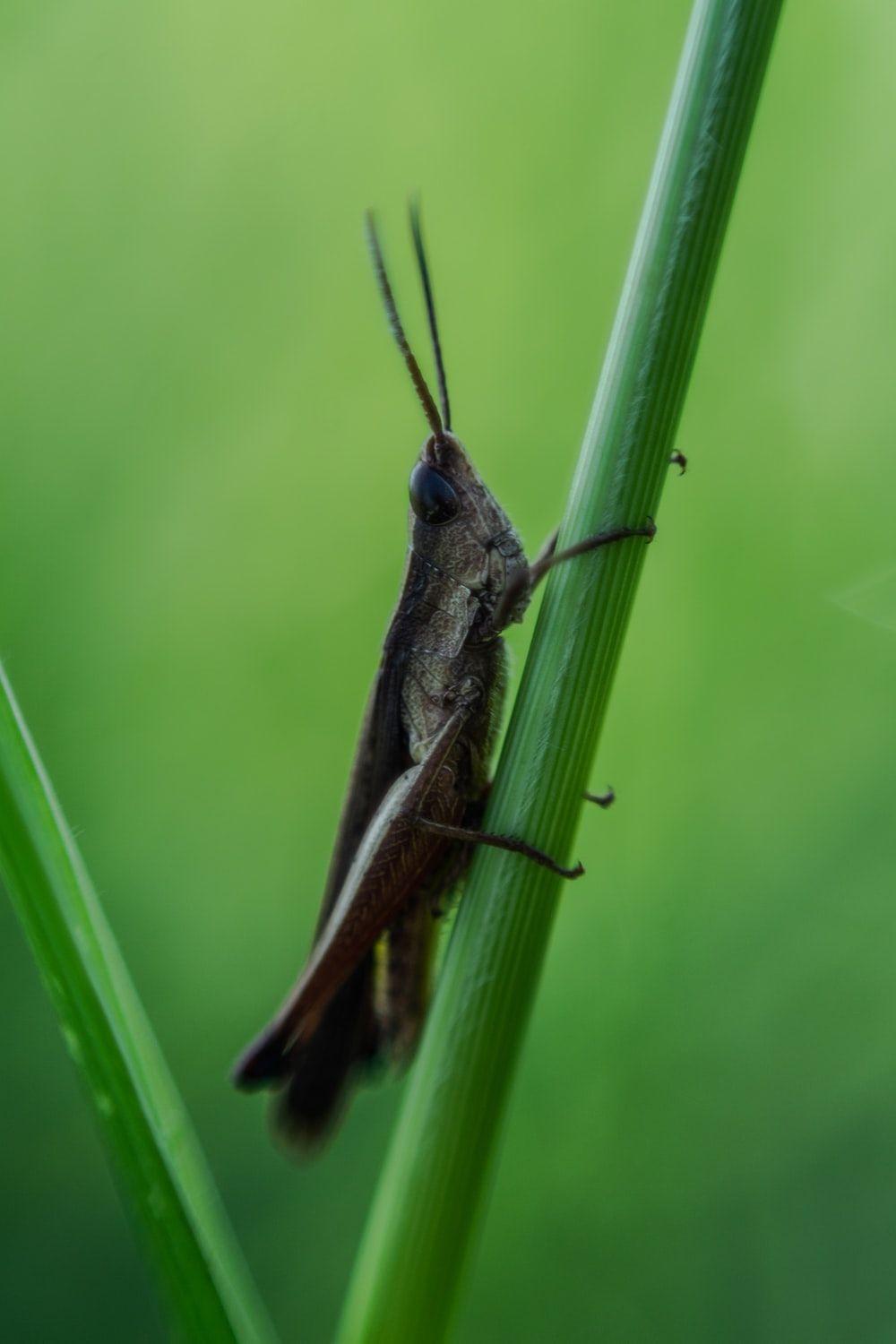 1000x1500 Cricket Insect Picture. Download Free Image