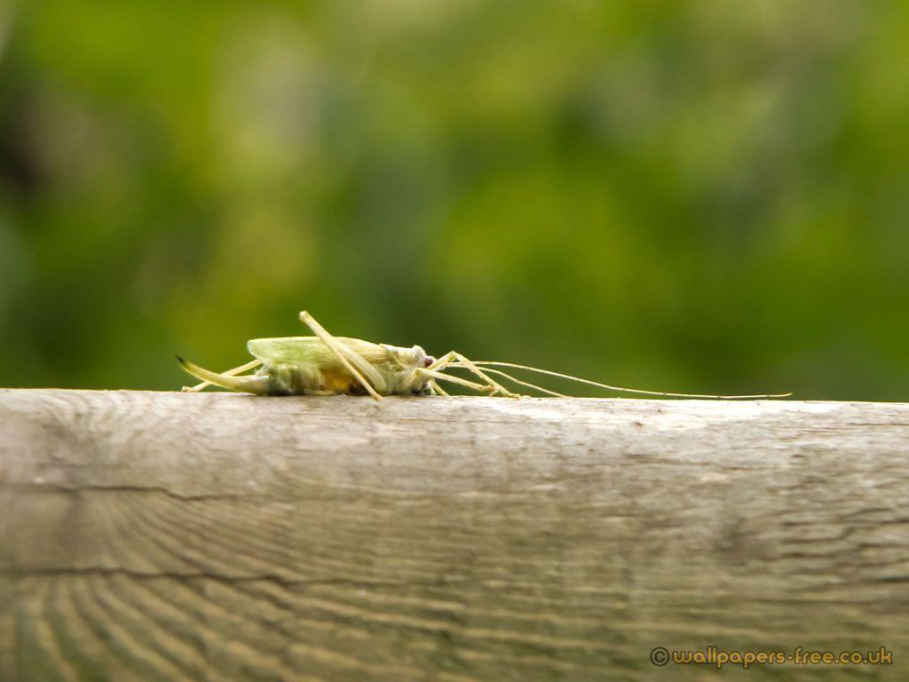 Cricket Insect Wallpapers - Top Free Cricket Insect Backgrounds
