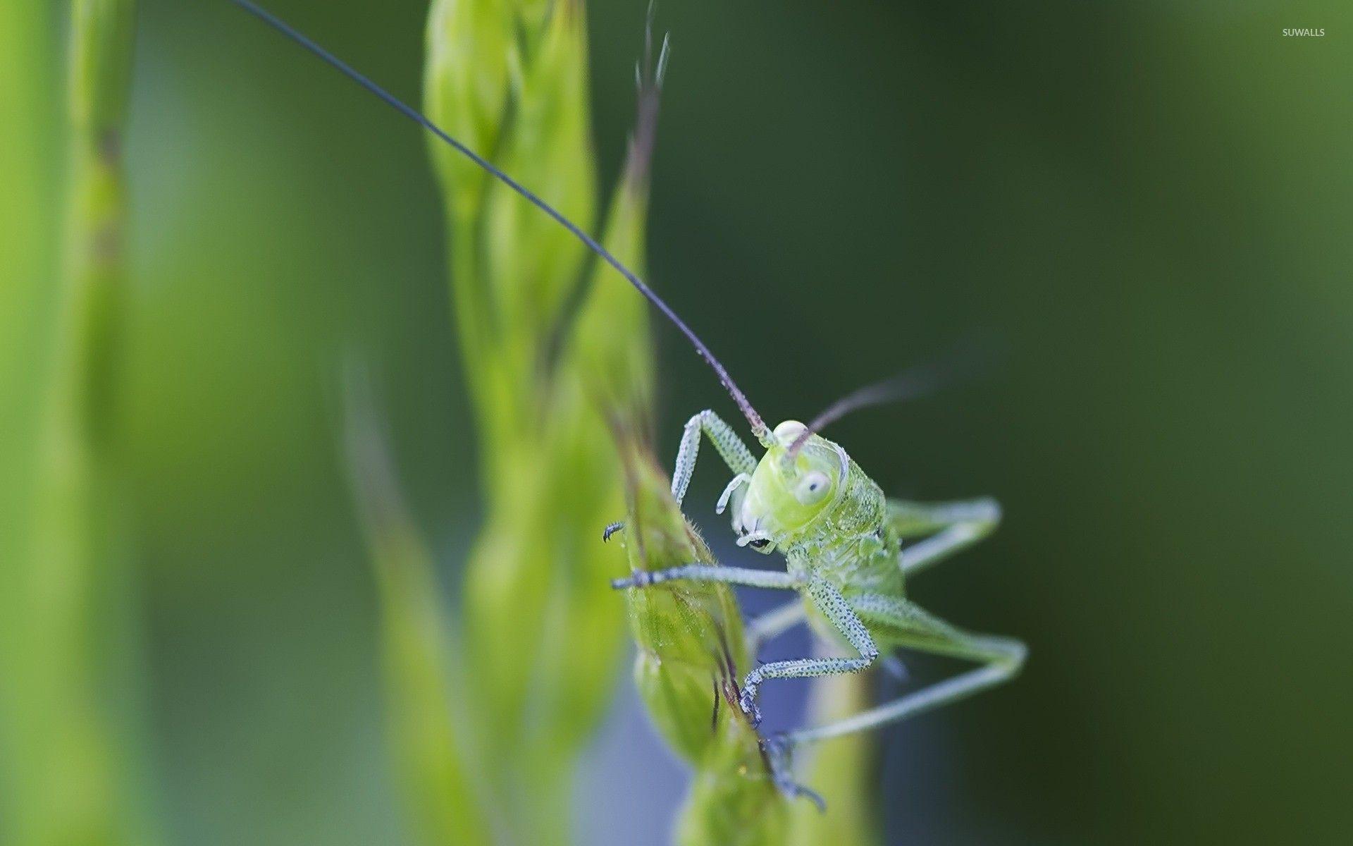 1920x1200 Cricket wallpaper wallpaper