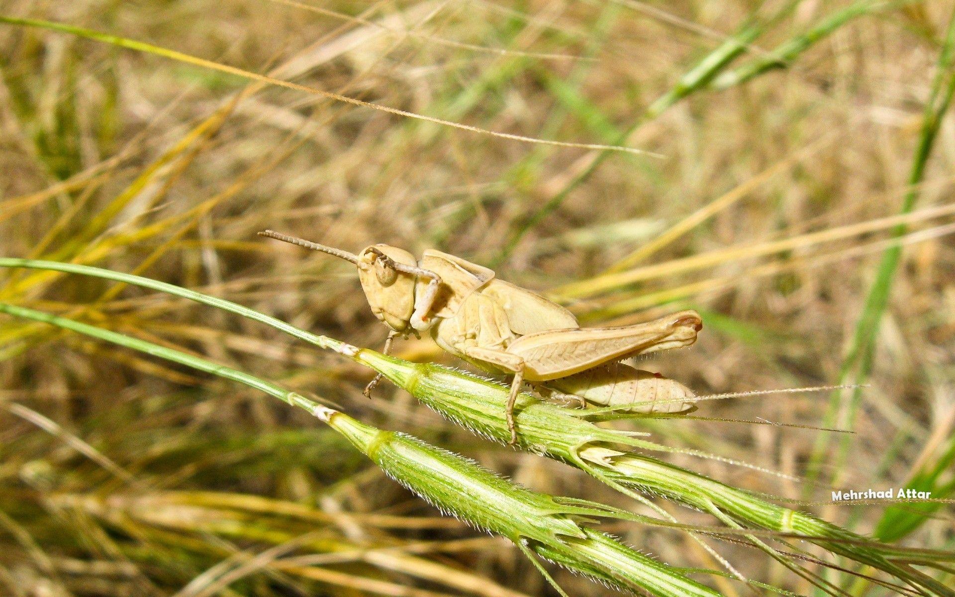 1920x1200 Grasshopper