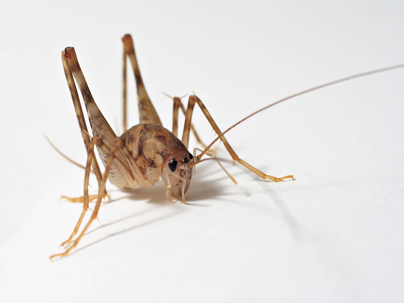 1600x1200 Jerusalem Cricket Wallpaper