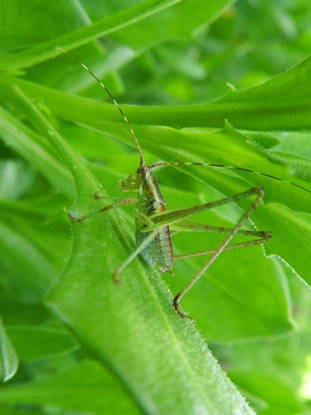 1000x1333 Green Grasshopper Picture. Download Free Image