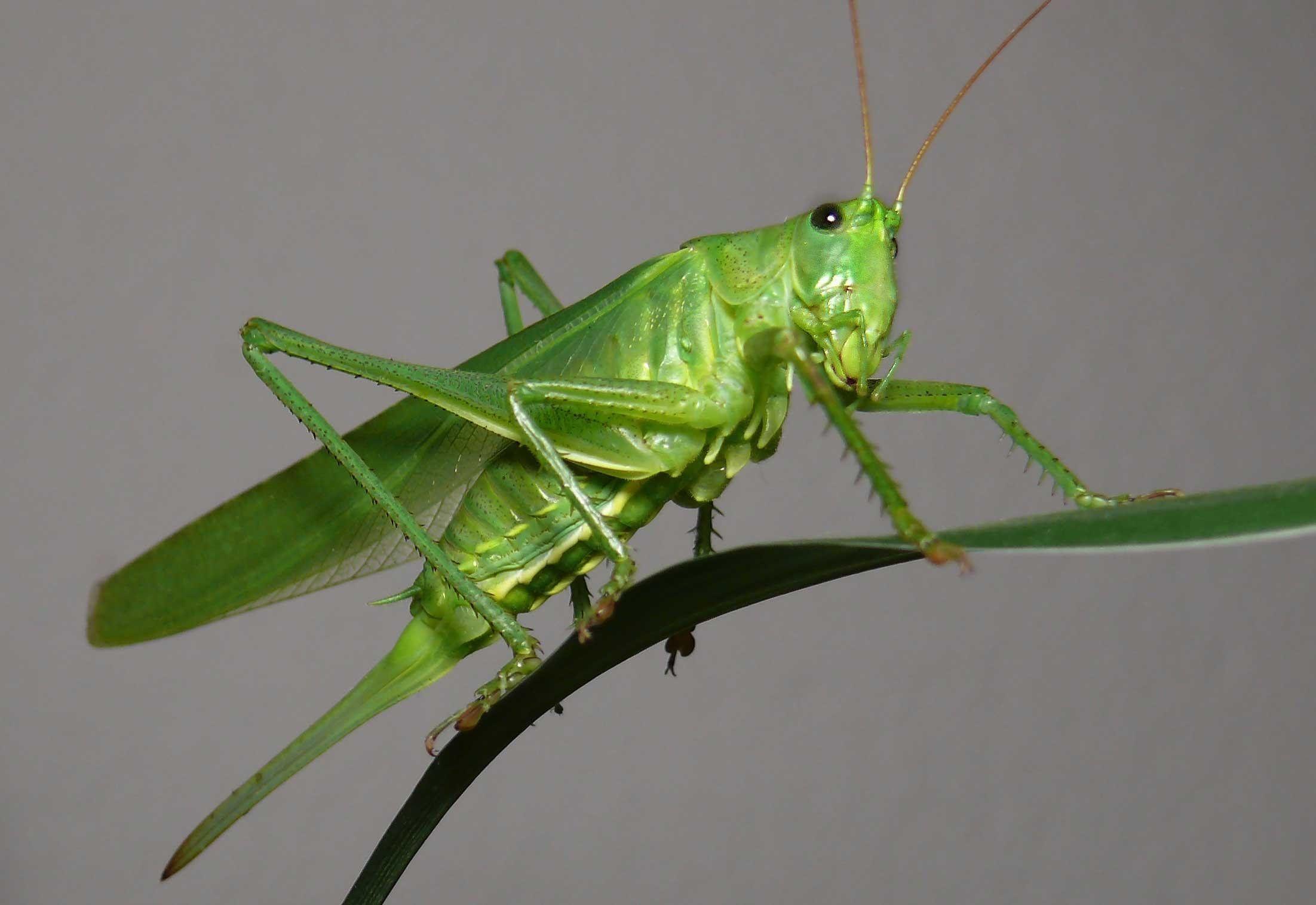 2203x1515 GRASSHOPPER insect wallpaperx1515