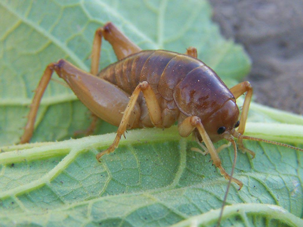 1024x768 Free Jerusalem Cricket Wallpaper Download Of The Earth Insect Wallpaper & Background Download