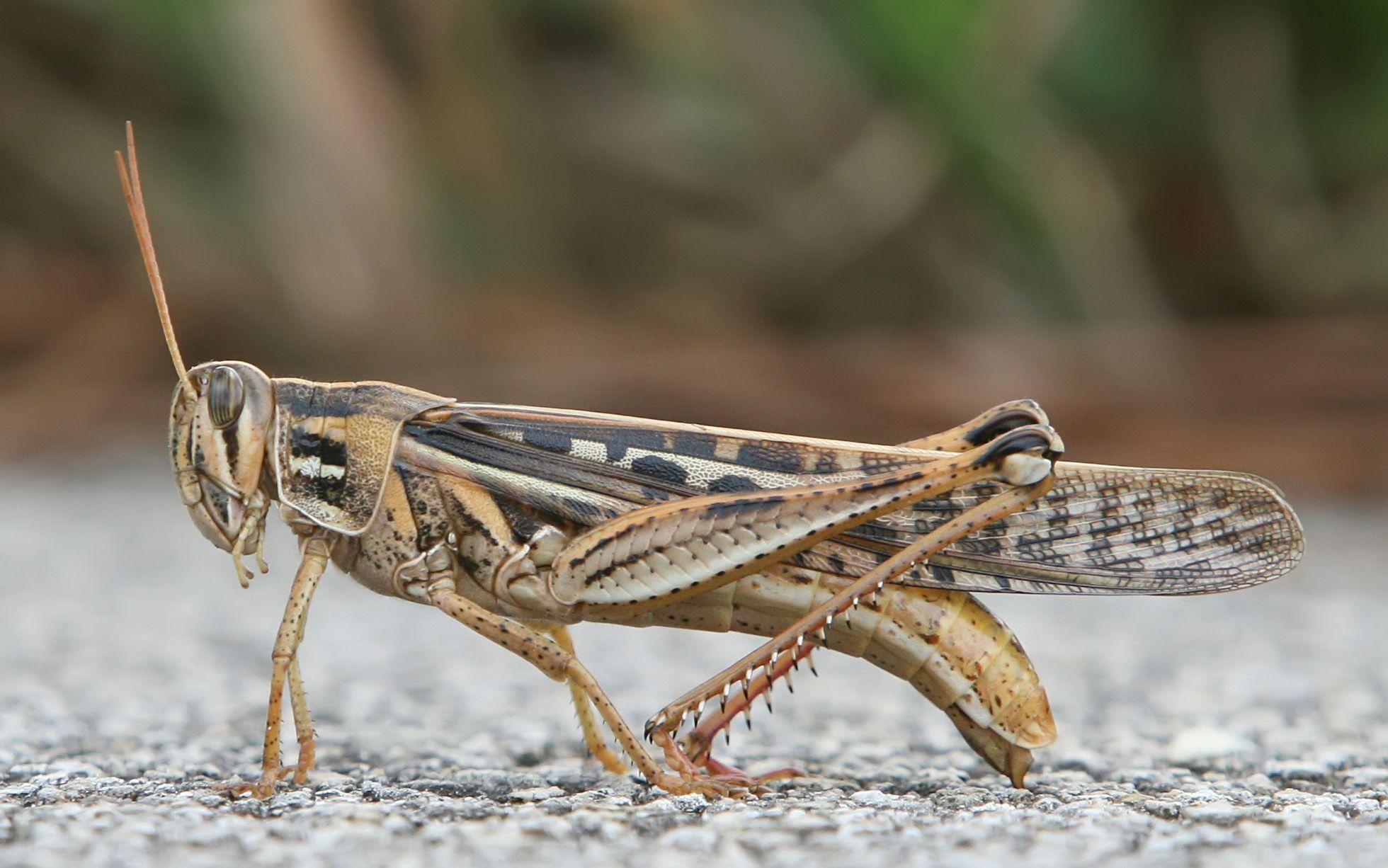 1960x1226 Grasshopper wallpaper, Animal, HQ Grasshopper pictureK Wallpaper 2019