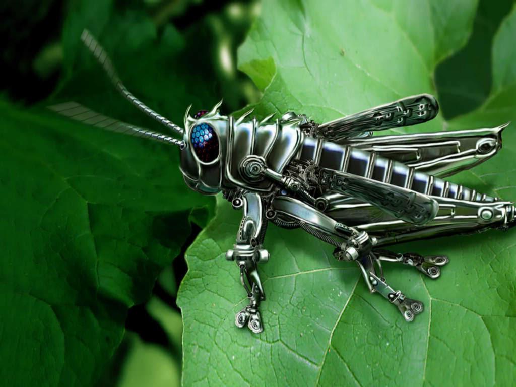 1024x768 Grasshopper Wallpaper