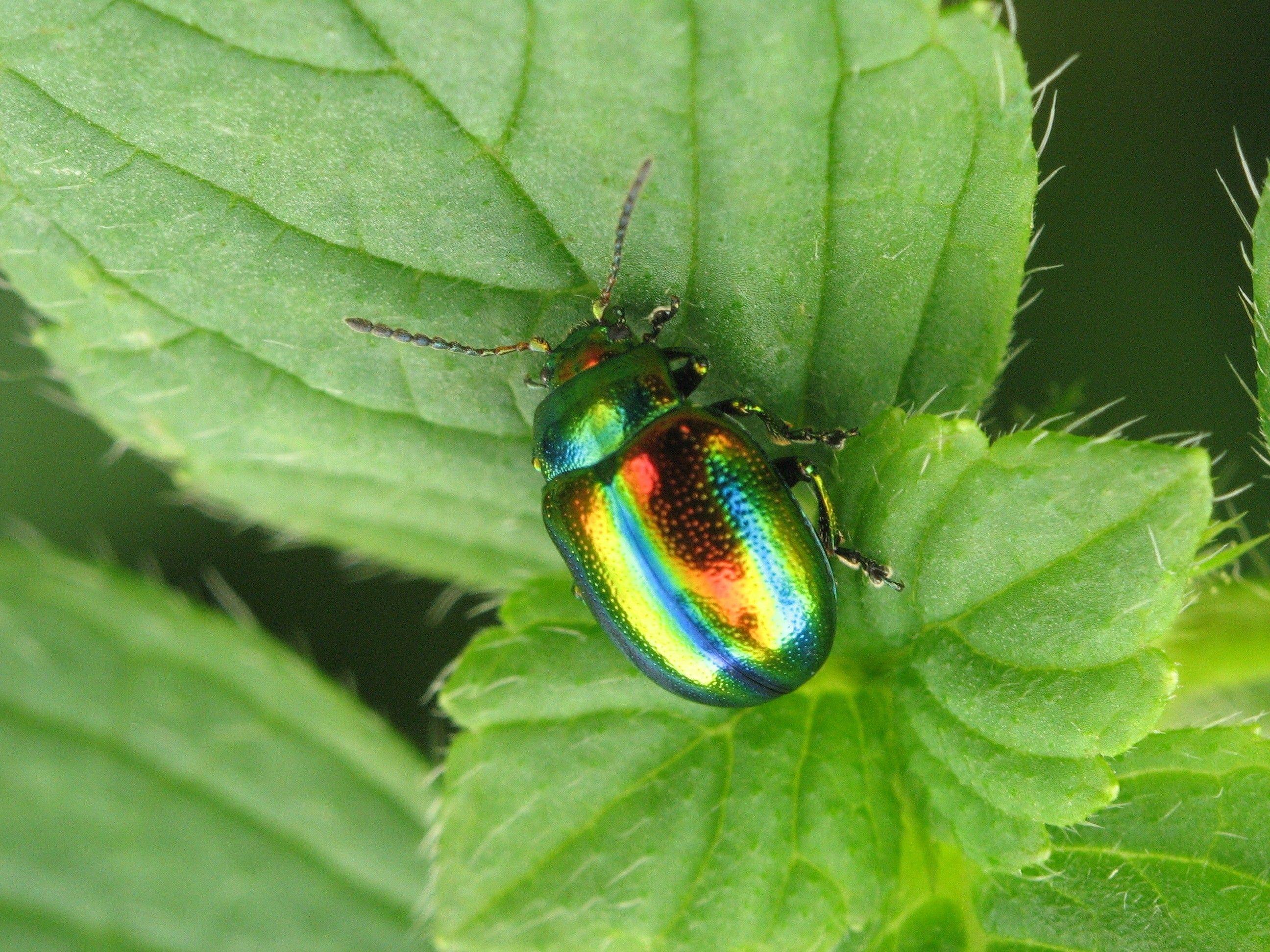 2592x1944 Potato Bug Wallpaper. Sweet Potato Wallpaper, Kawaii Potato Wallpaper and Kawaii Potato Background