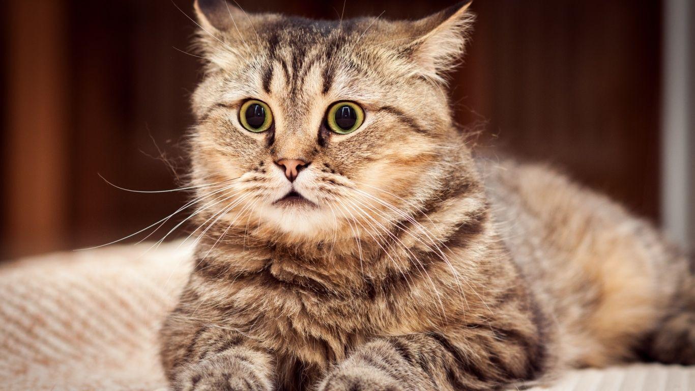 1366x768 Surprised cat in 1366x768 resolution. Cats, Funny cat compilation, Cat wallpaper
