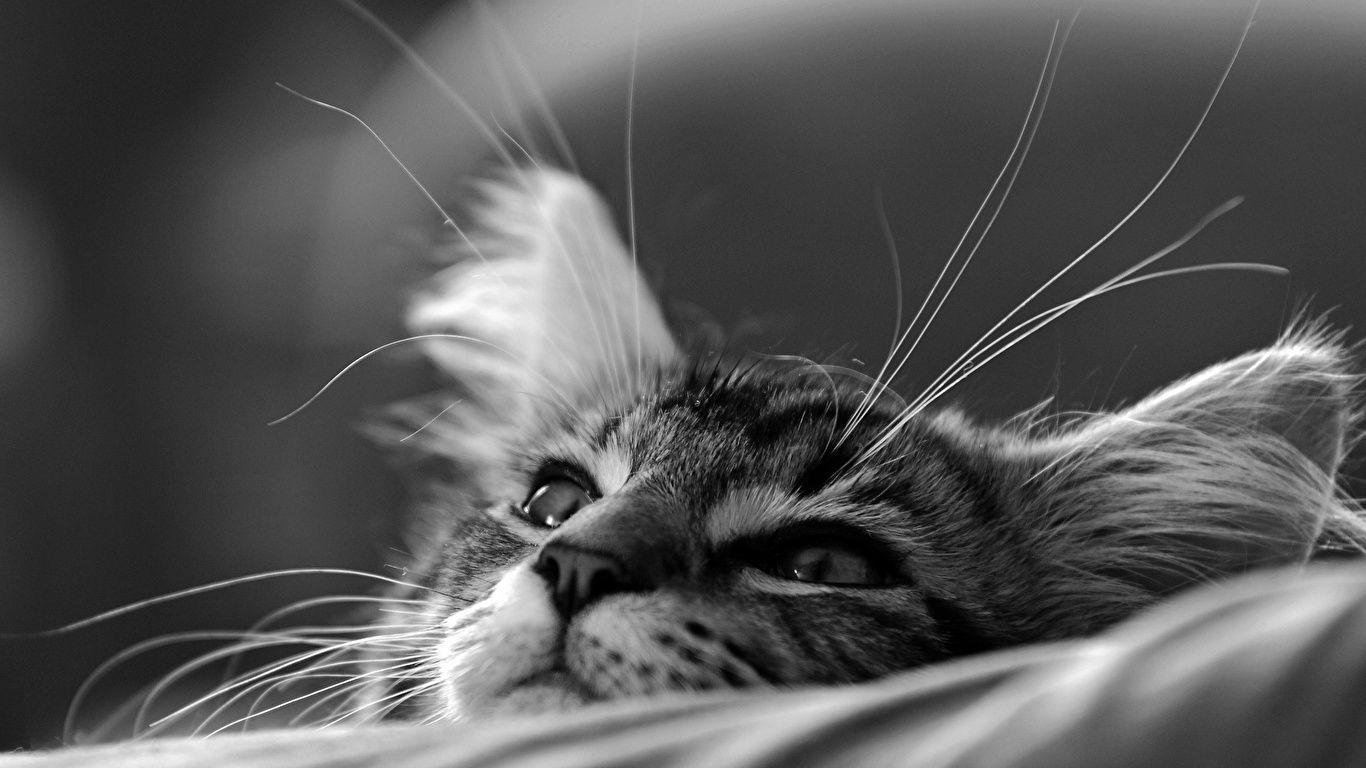 1366x768 Desktop Wallpaper Kittens Cats Whiskers Snout Black and 1366x768