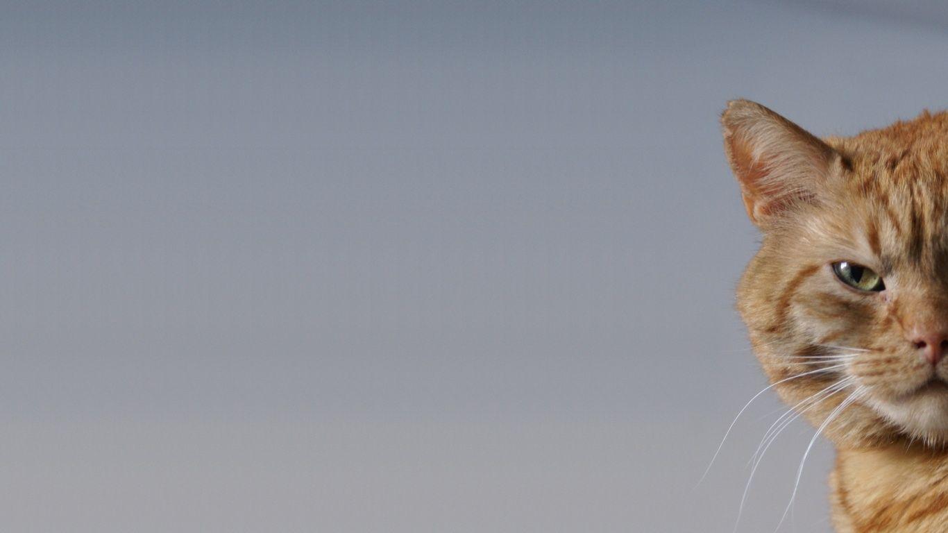 1366x768 Cat desktop PC and Mac wallpaper