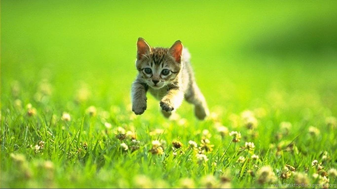 1366x768 Cat Jumping Running Grass Wallpaper 1366x768 For 17 19 Inch. Desktop Background