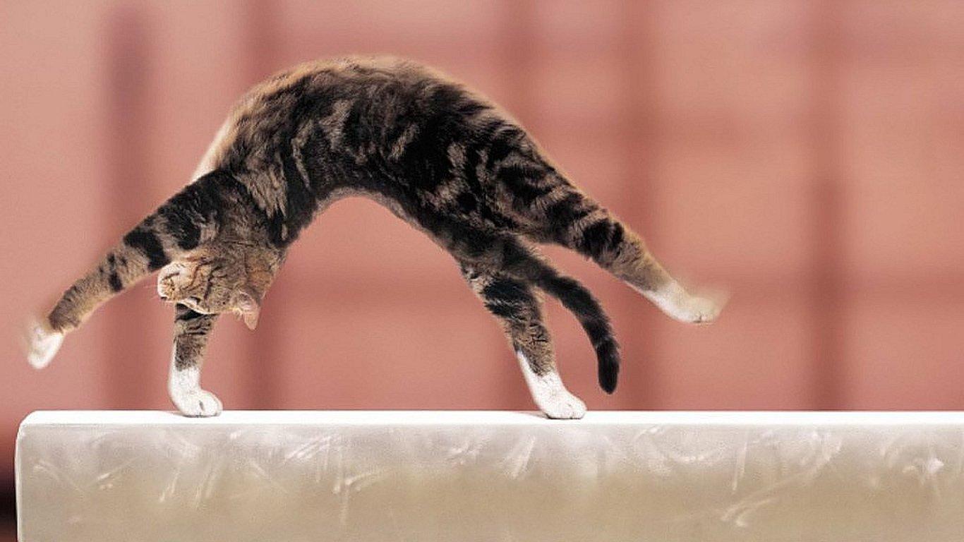1366x768 Funny cat wallpaper 1366x768 (laptop) desktop background