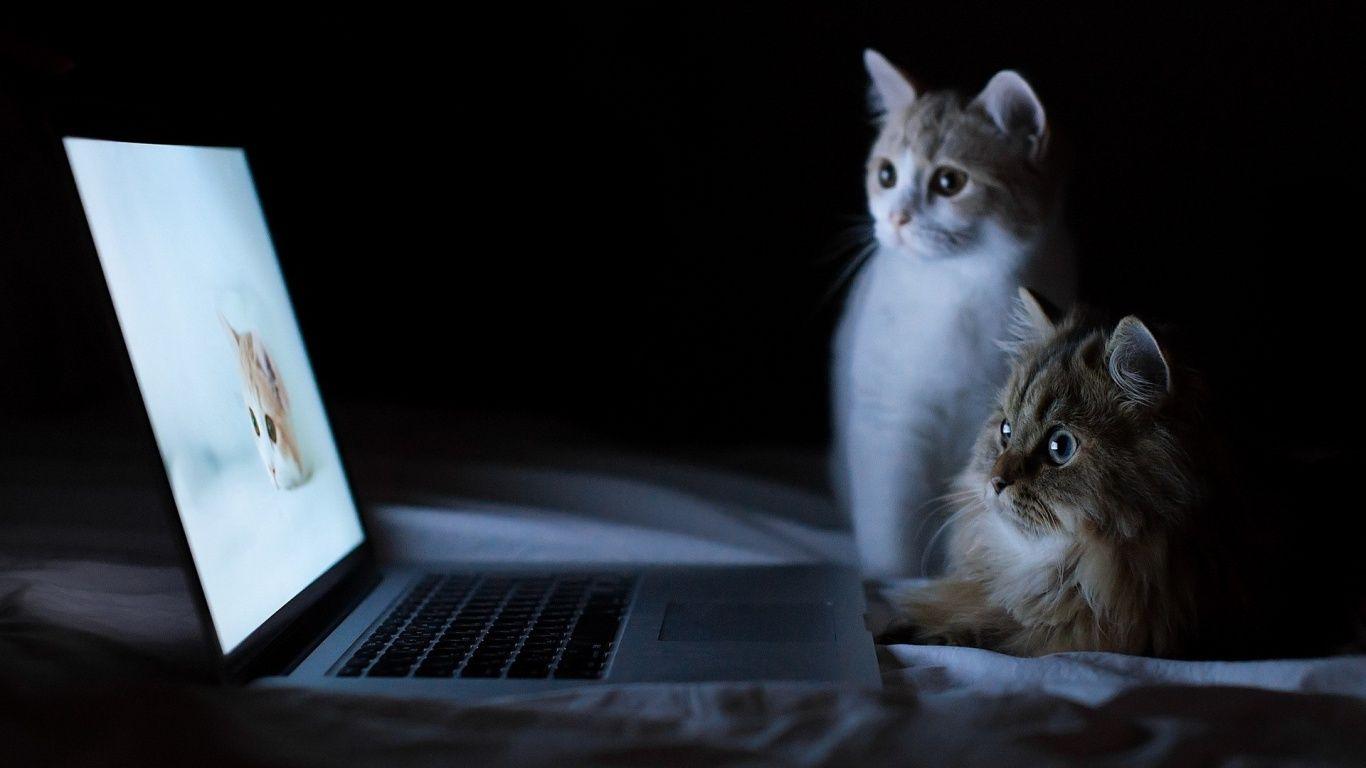 1366x768 Cats and Macbook desktop PC and Mac wallpaper