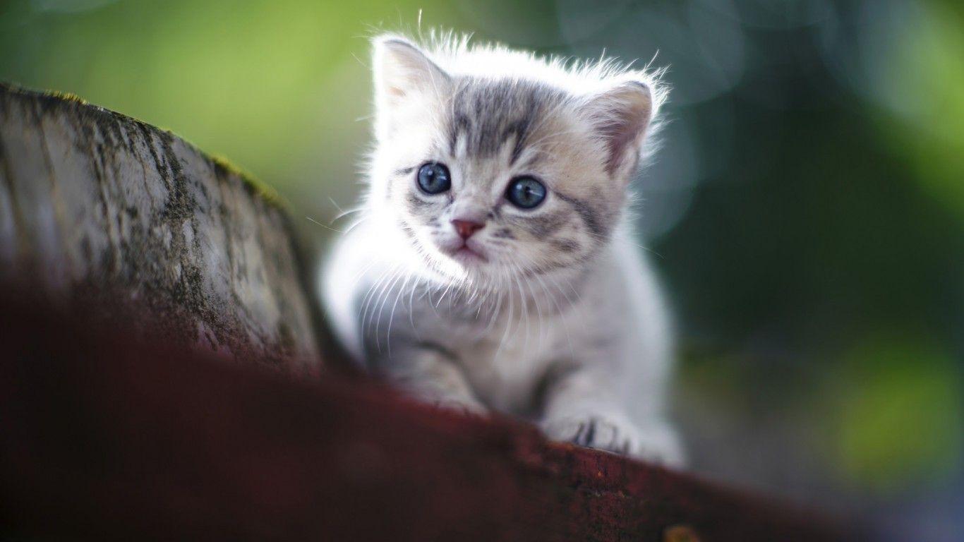 1366X768 Cat Wallpapers - Top Free 1366X768 Cat Backgrounds ...