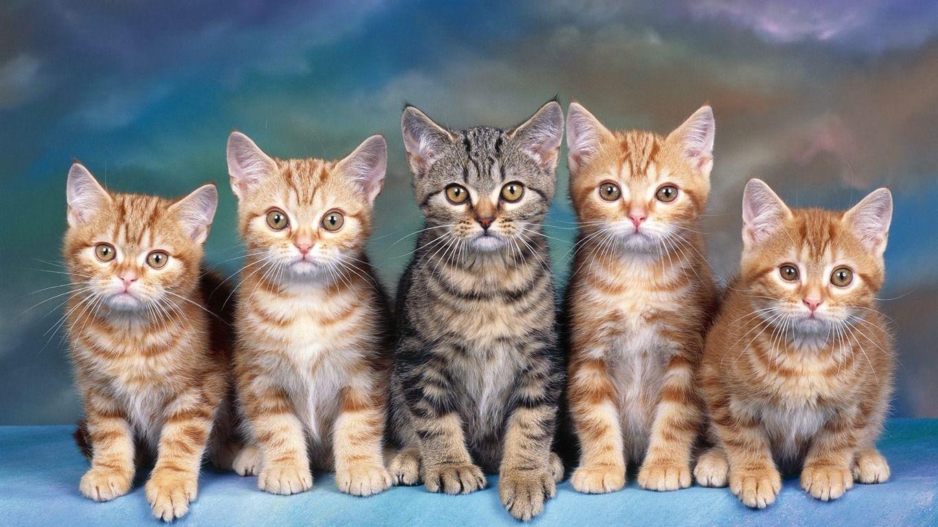 1366x768 Cat Photo Wallpaper (2) Wallpaper Download Cat Photo Wallpaper (2) Wallpaper Wallpaper Site