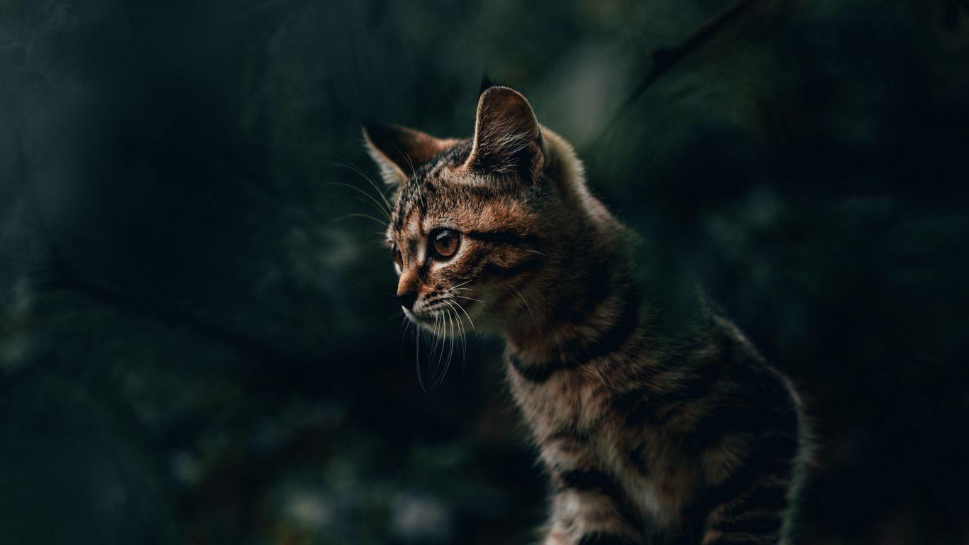 1366x768 Download wallpaper 1366x768 cat, kitty, striped tablet, laptop HD background