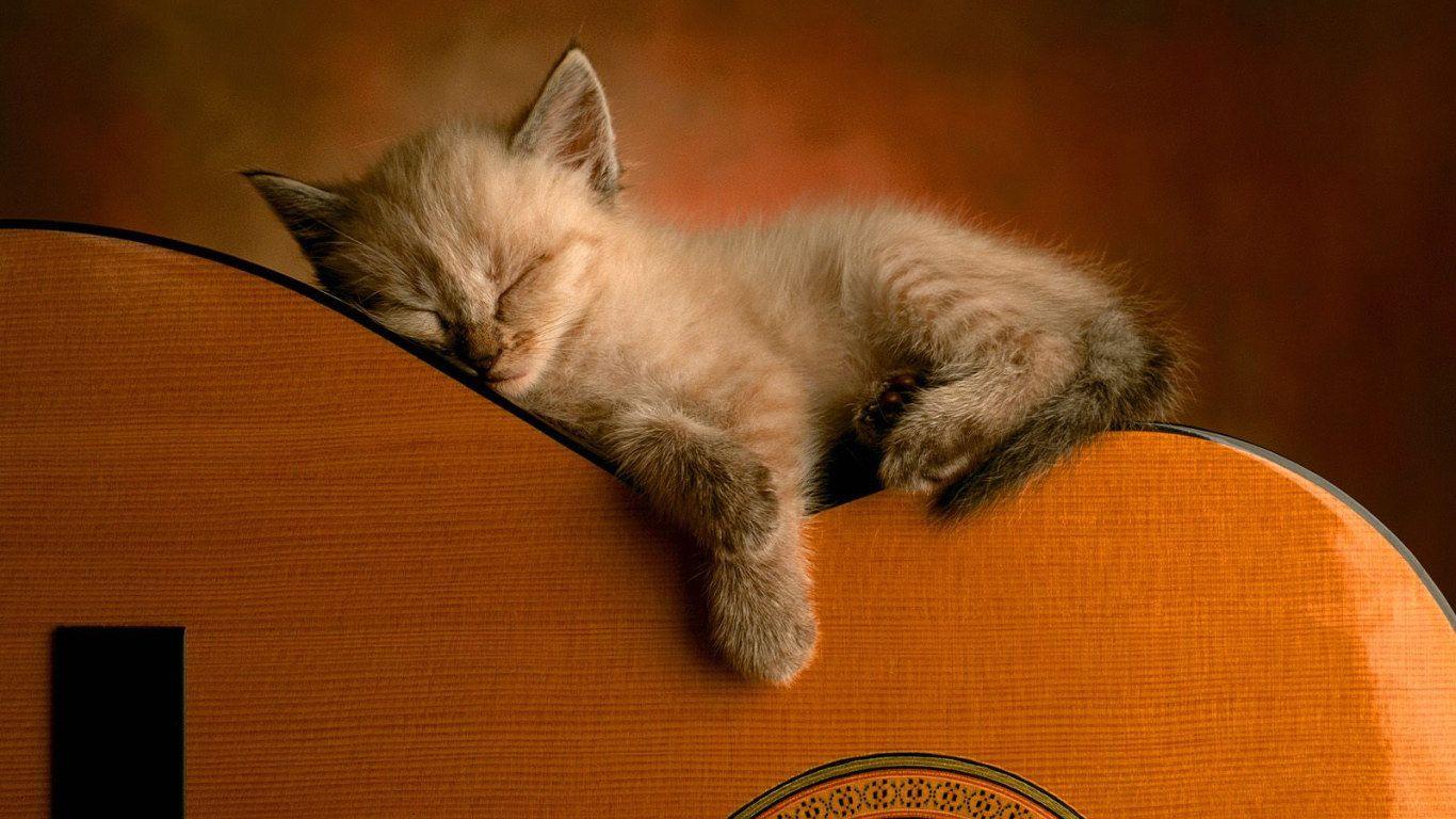 1366x768 Free download cute Cat Wallpaper [1366x768] for your Desktop, Mobile & Tablet. Explore Cat Wallpaper. Cartoon Cat Wallpaper, Black Cat Wallpaper, Kitten Desktop Wallpaper