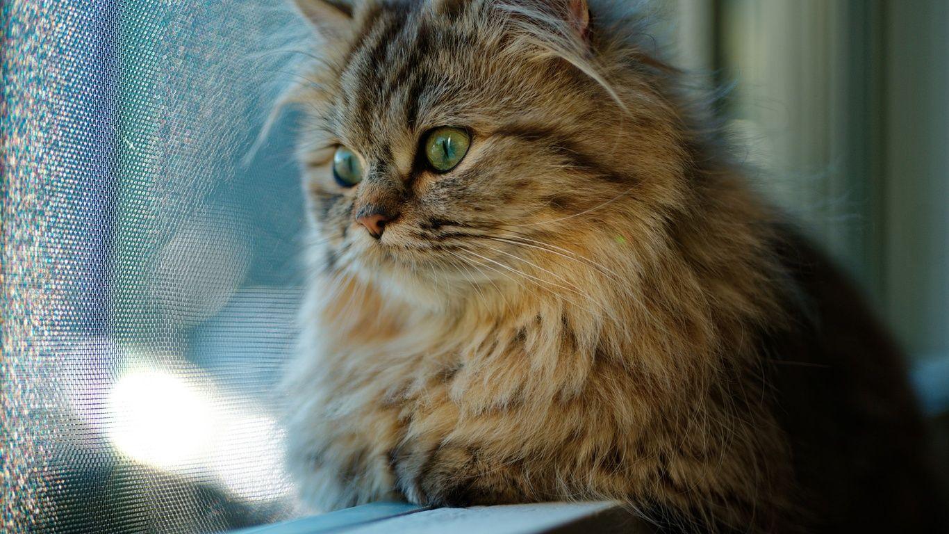 1366x768 Cat Looking Through Window 1366x768 Resolution HD 4k Wallpaper, Image, Background, Photo and Picture