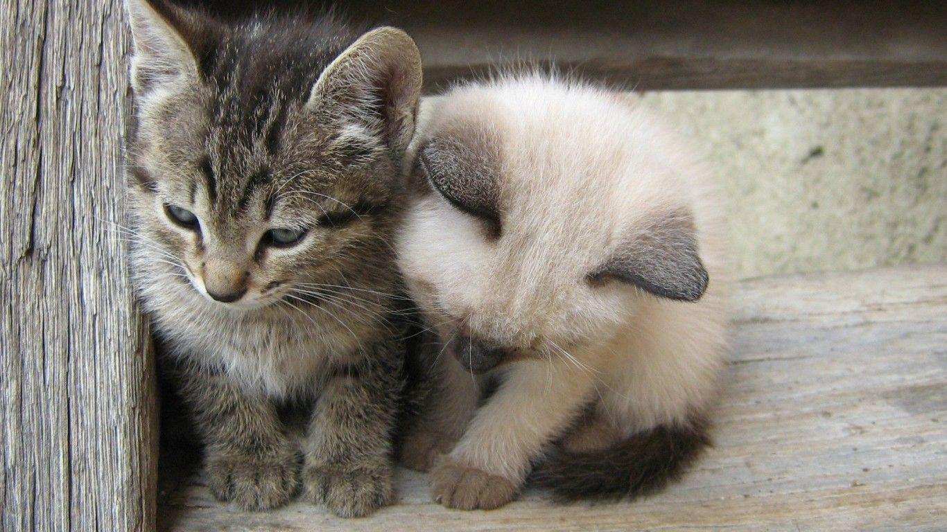 1366x768 Download 1366x768 Cat, Kitten, Adorable Wallpaper for Laptop, Notebook