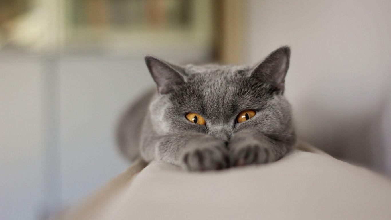 1366x768 Gray Cat Stretching desktop PC and Mac wallpaper
