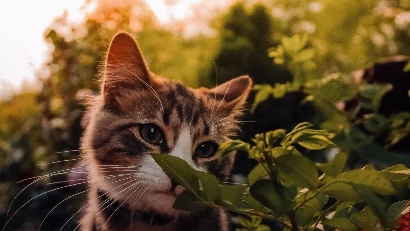 1366x768 Download 1366x768 wallpaper cute, baby cat, feline, tablet, laptop, 1366x768 HD image, background, 24915