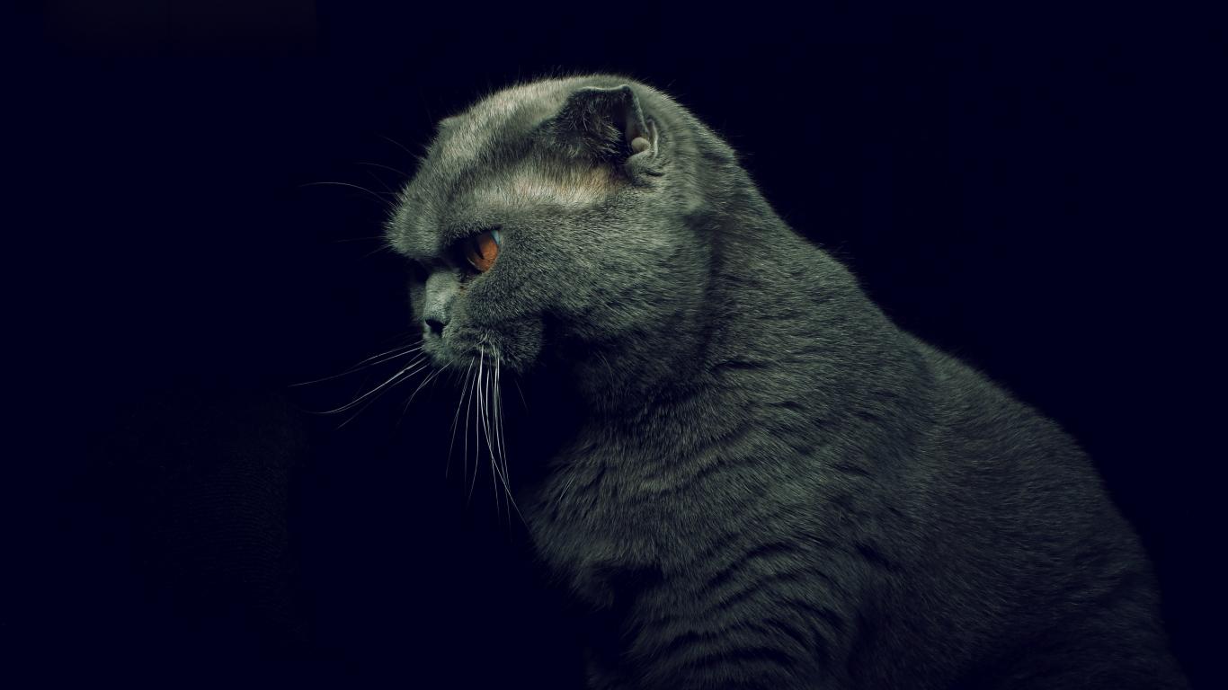 1366x768 British Shorthair Cat 1366x768 Resolution Wallpaper, HD Animals 4K Wallpaper, Image, Photo and Background