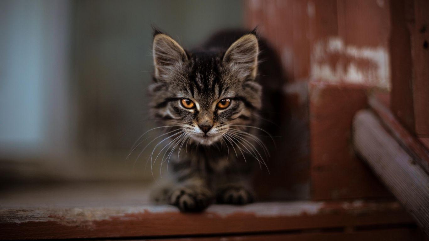 1366x768 Download wallpaper 1366x768 kitty, cat, fluffy, cute tablet, laptop HD background