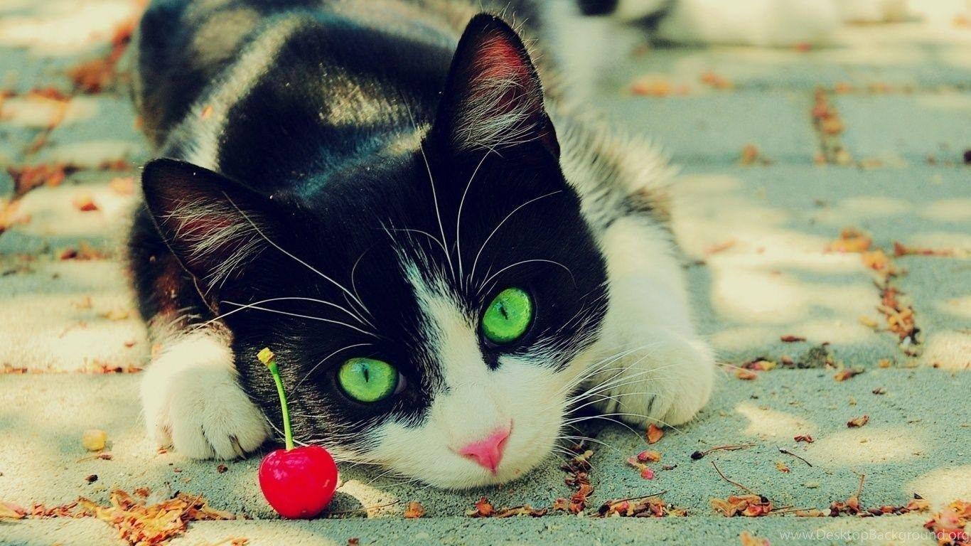 1366X768 Cat Wallpapers - Top Free 1366X768 Cat Backgrounds ...