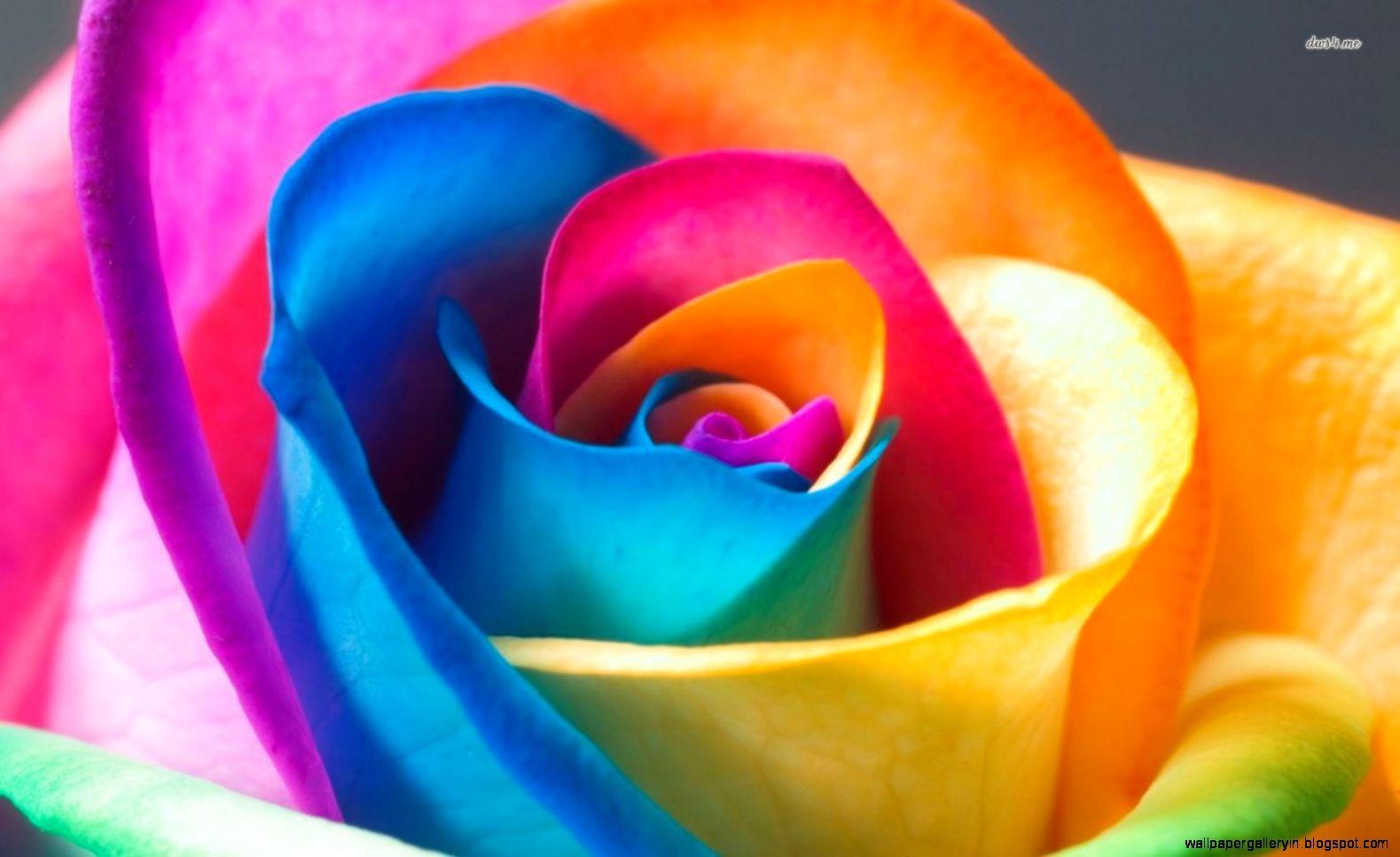 1579x966 Free download Cool Flowers Wallpaper PC 42 Cool Flowers Background [1579x966] for your Desktop, Mobile & Tablet. Explore Cool Flower Background. Cool Flower Wallpaper