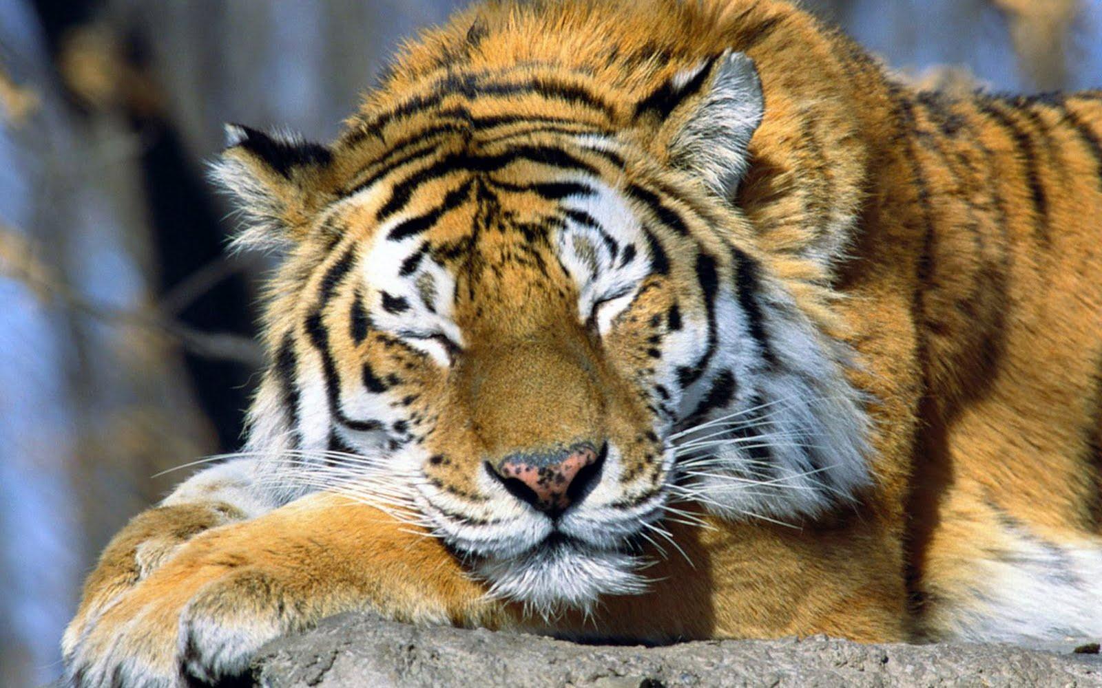 1600x1000 Zendha: Cool Animal Wallpaper For Phone