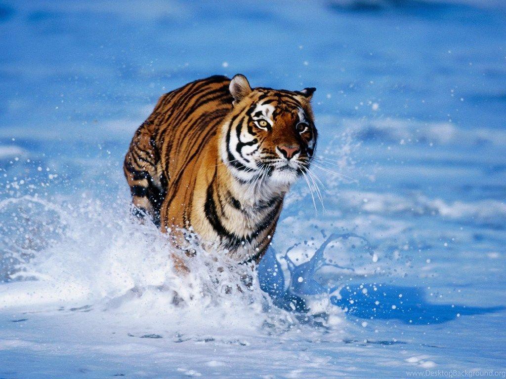 1024x768 Animals Wallpaper: Tiger Cool HD Wallpaper For Desktop Desktop Background