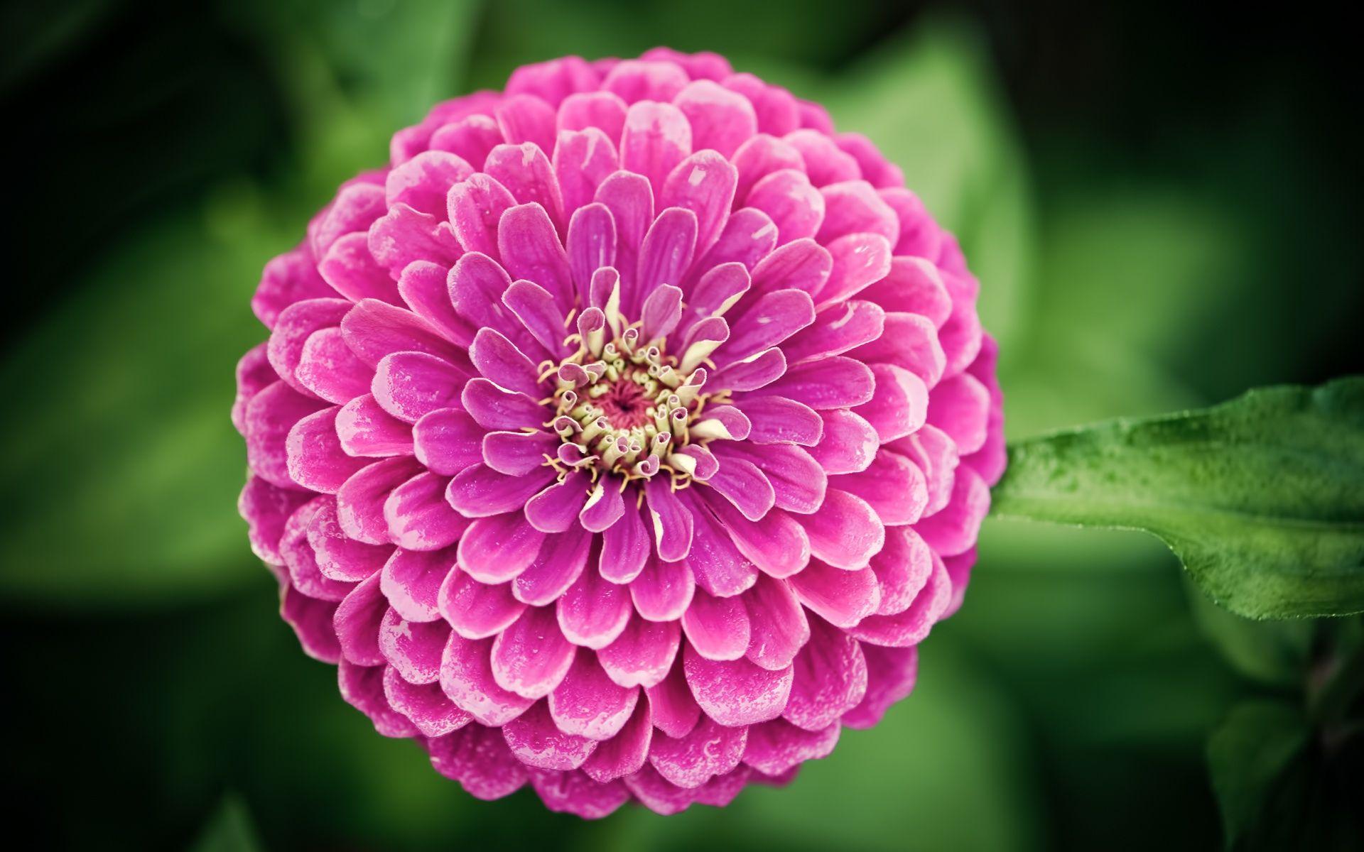 1920x1200 Cool Flower Picture