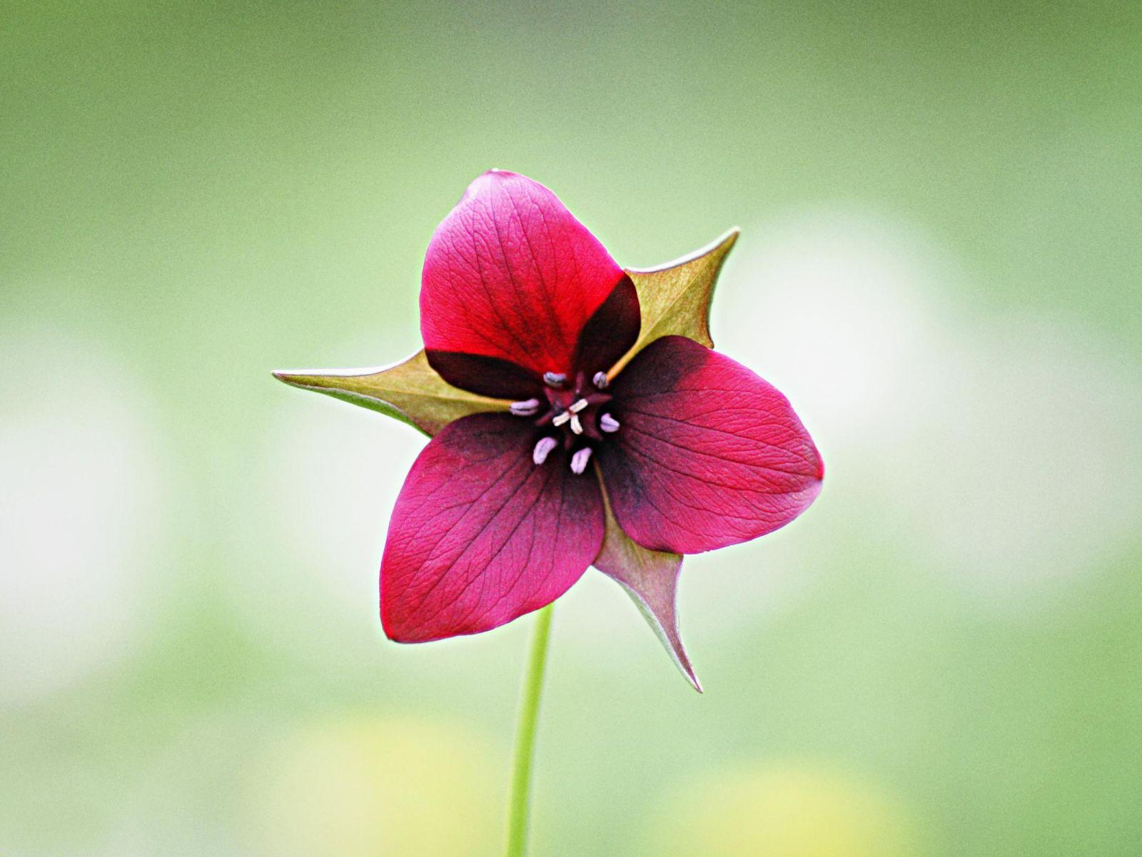1600x1201 Cool Flower Image. HD Wallpaper Download