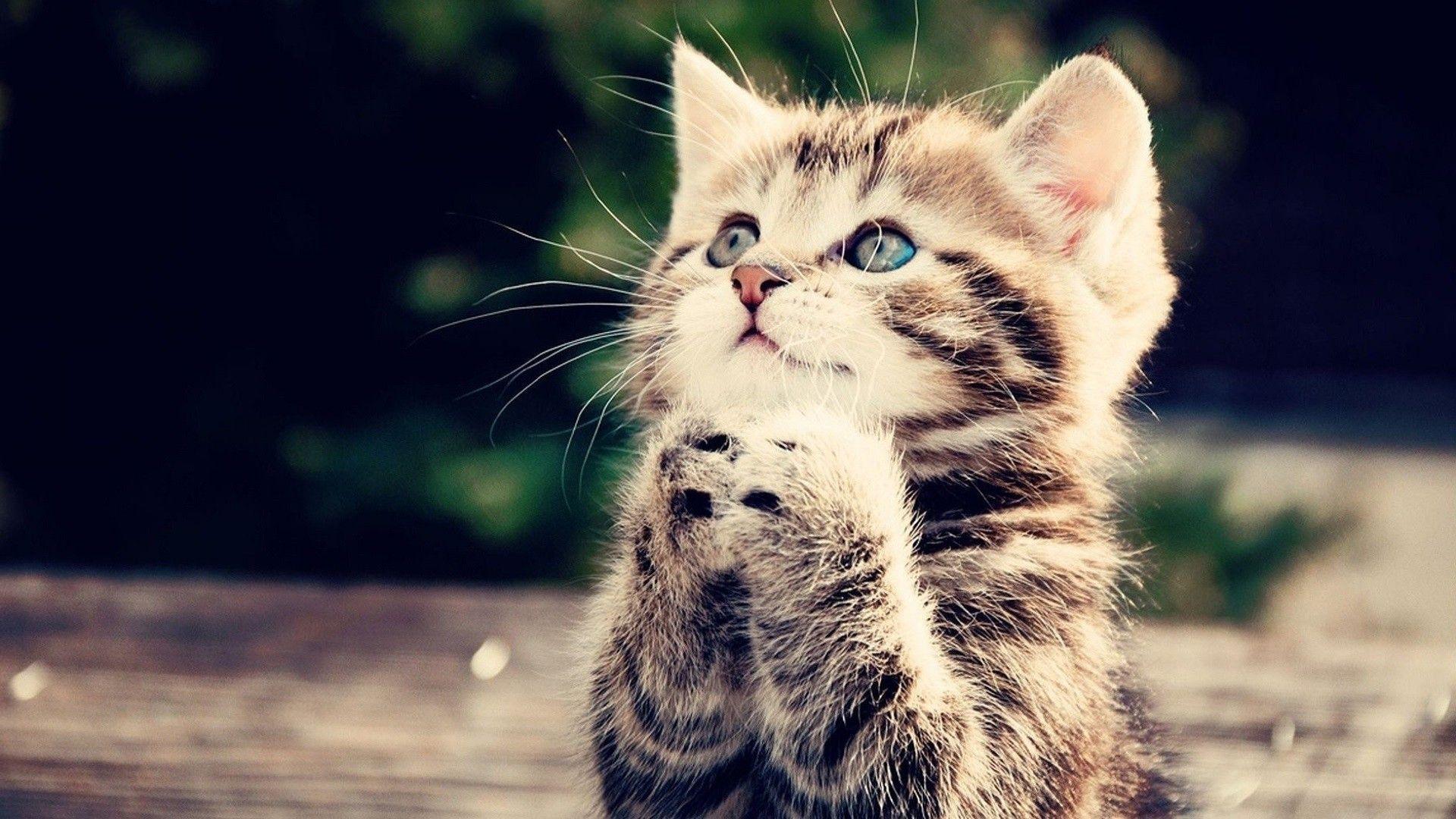 1920x1080 Cutest Animal Wallpaper