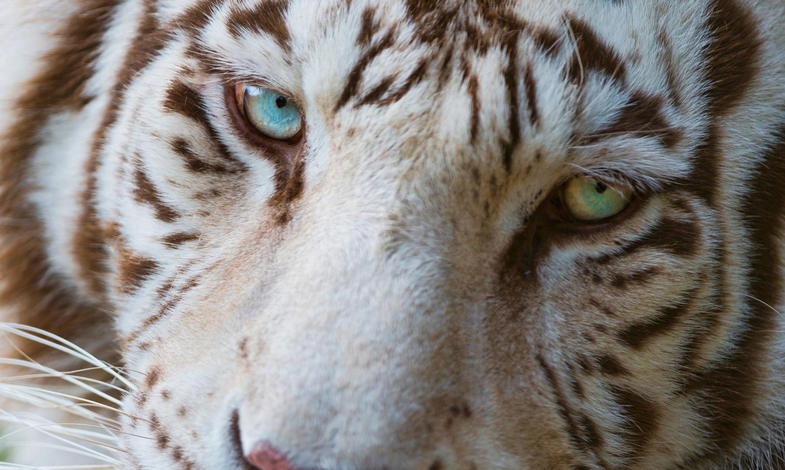 2545x1523 Cool Animals Wallpaper