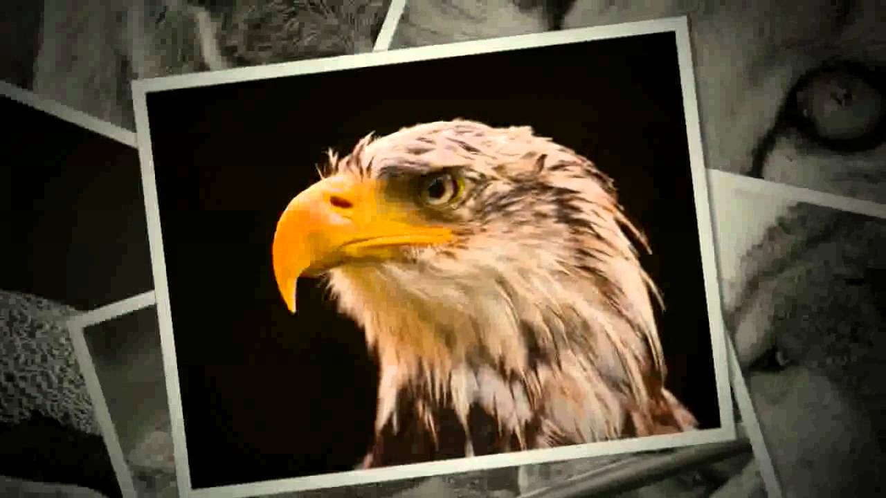 1280x720 Beautiful Animals- Cool Set Of Wild Animal Wallpaper