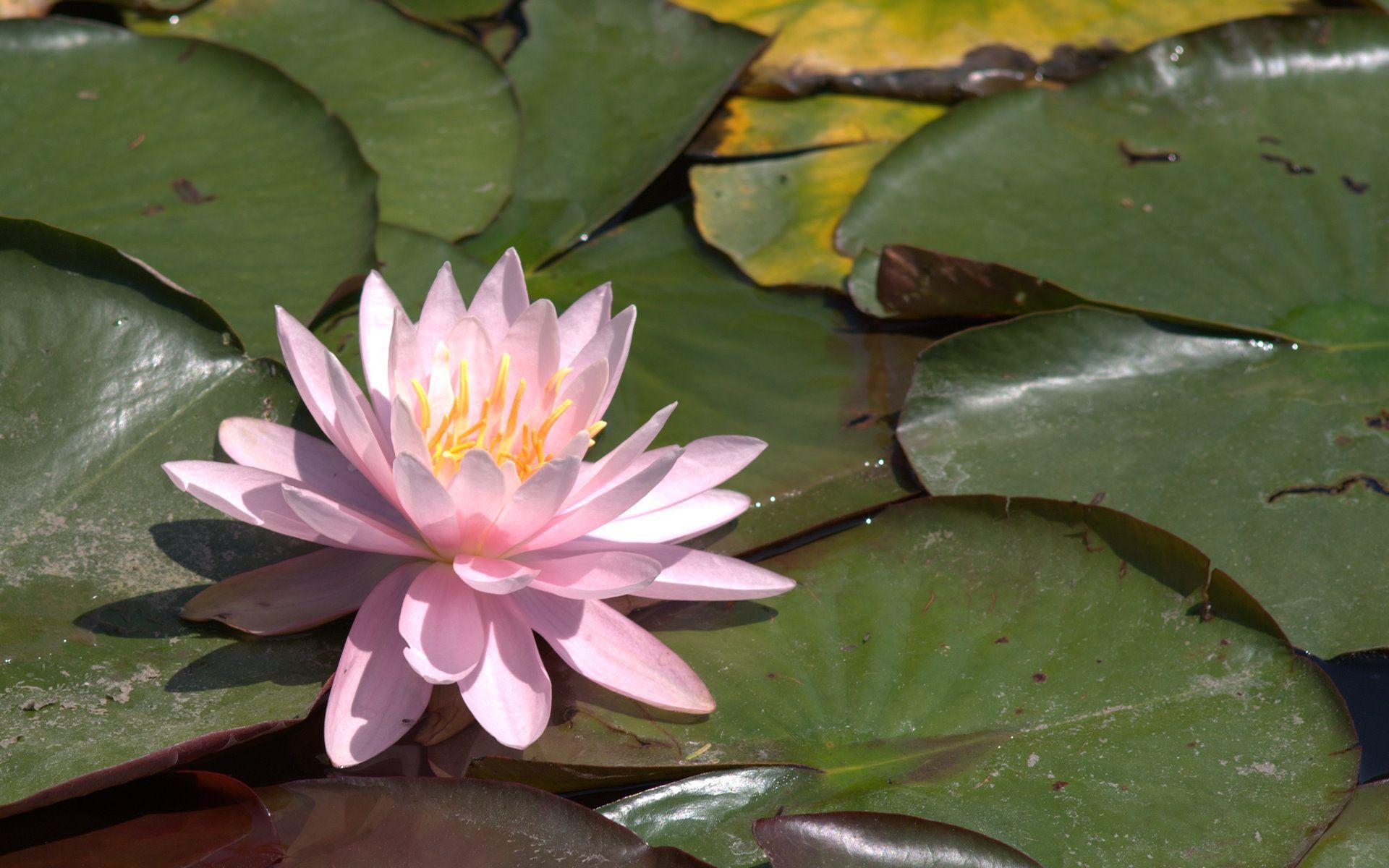 1920x1200 Flowers wallpaper, Flower photo, exotic flowers for your desktop