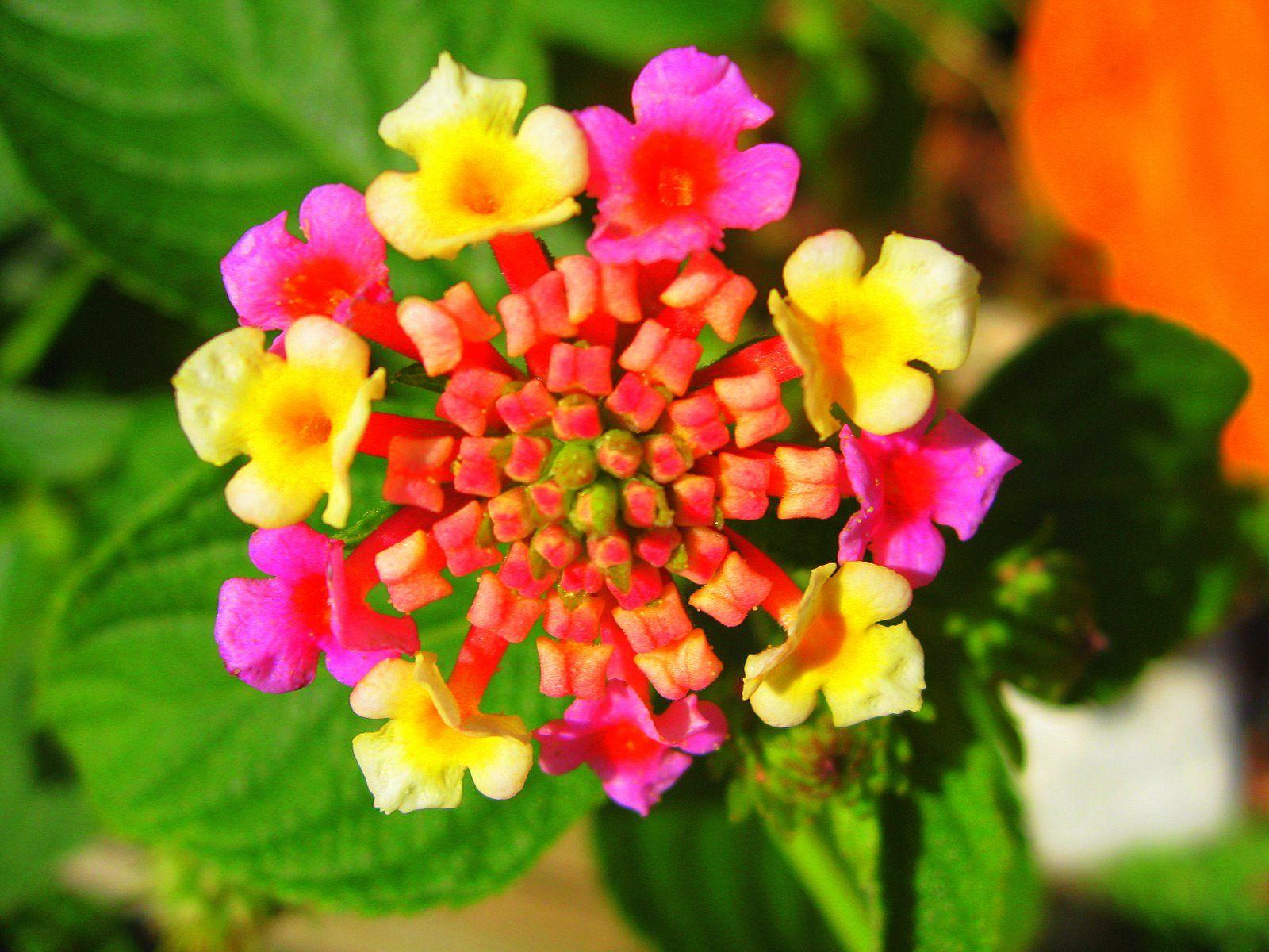 1600x1200 Exotic Picture Of Flowers