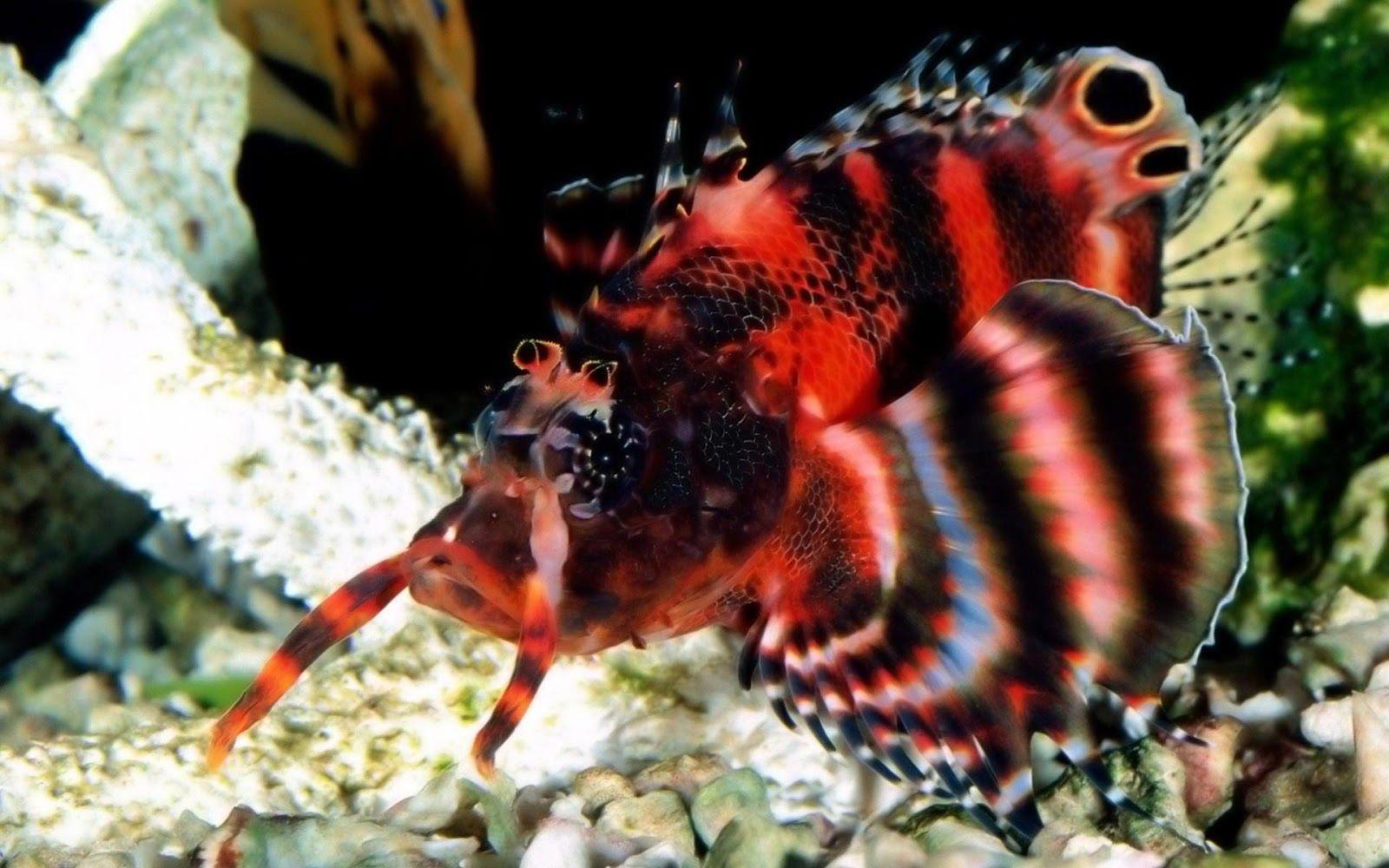 1600x1000 Exotic Fish Wallpaper HD
