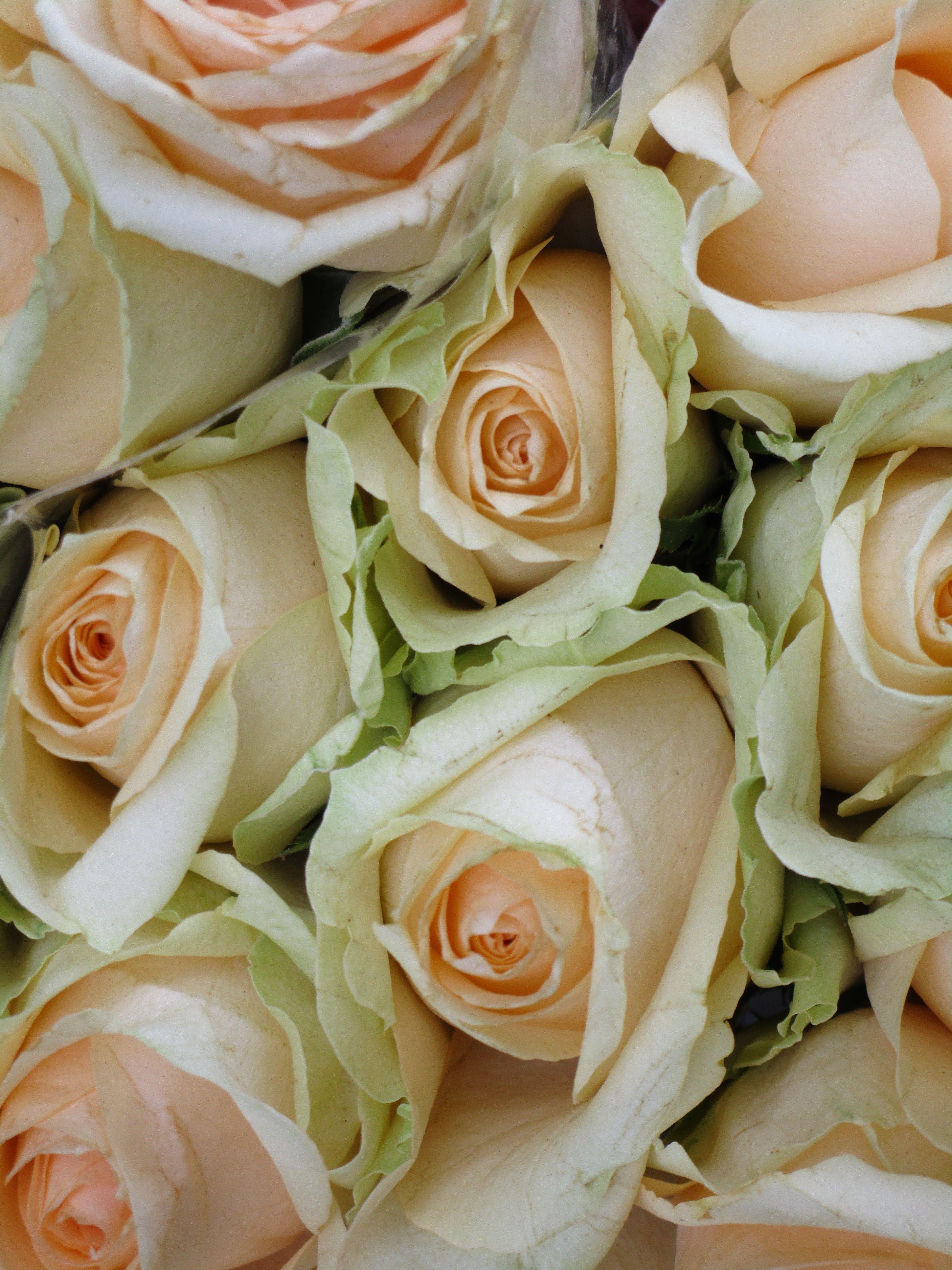 3864x5152 royalty free romantic image, minimum size:5k