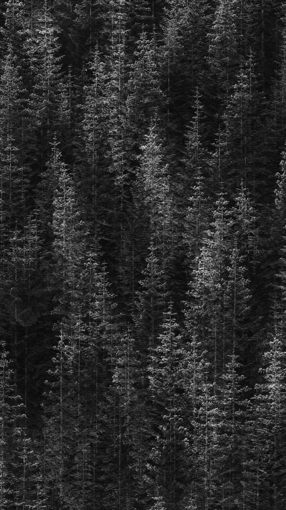1000x1778 Google Pixel 2 XL Wallpaper