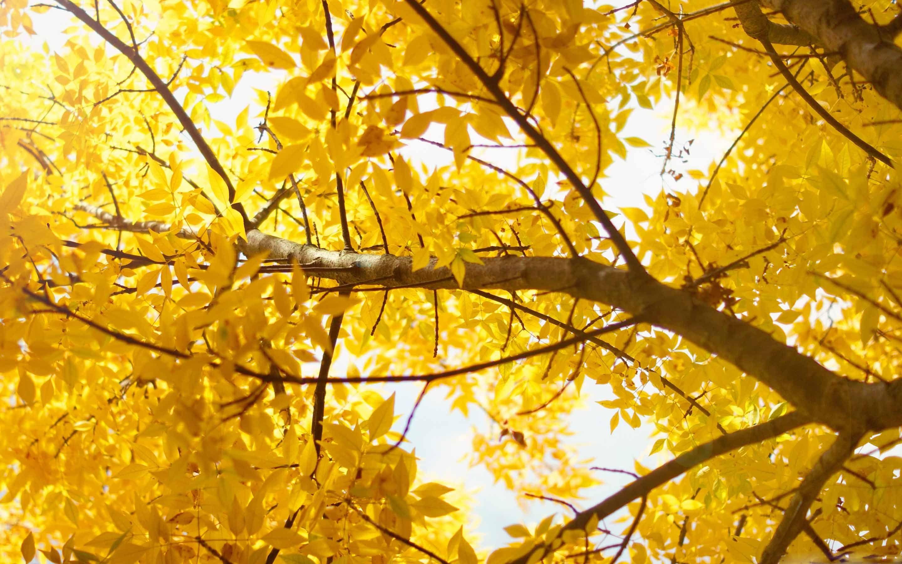 2880x1800 Yellow Leaf Mac Wallpaper Download