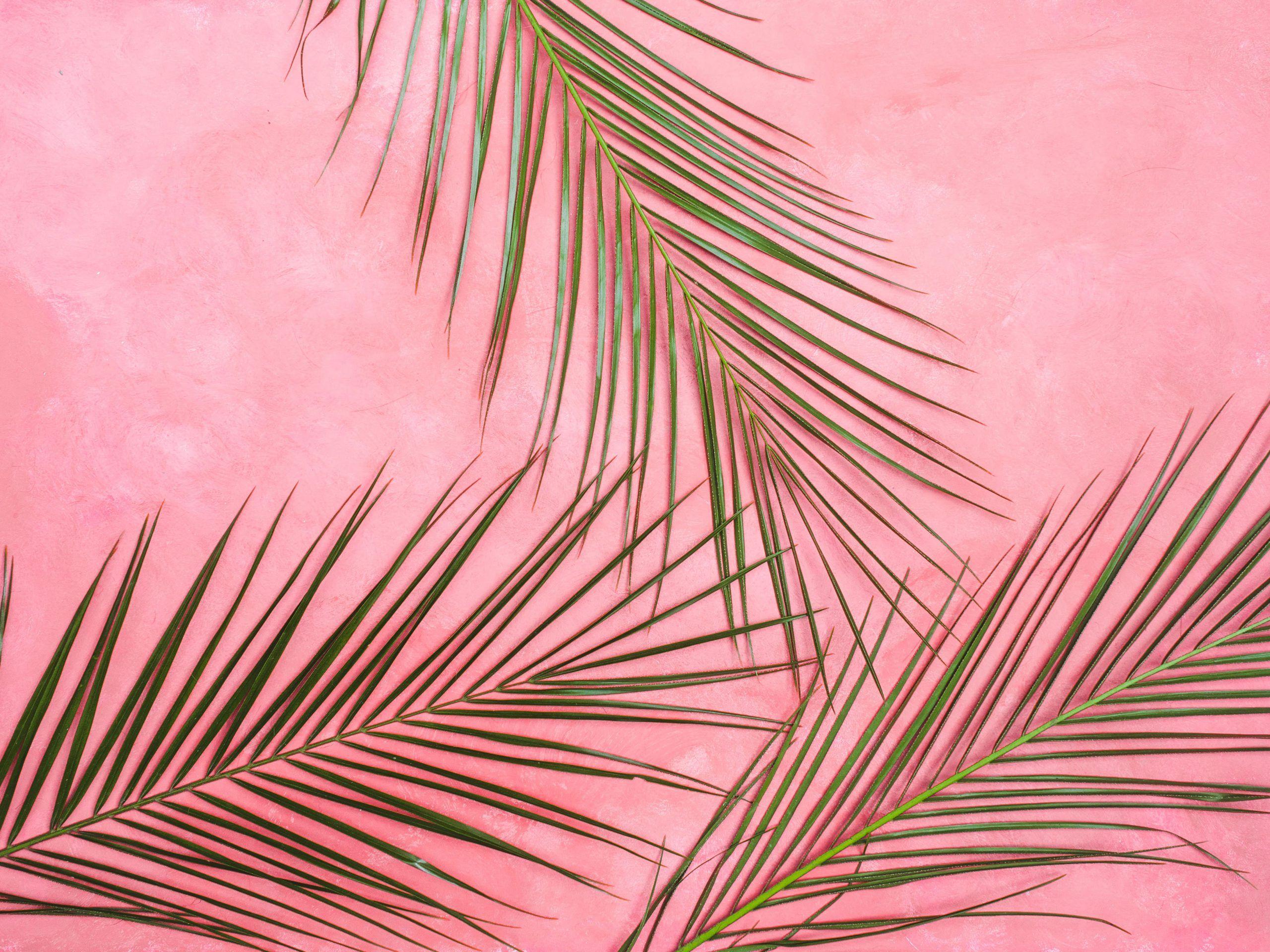 2560x1920 Pink Wall wallpaper, palm, leaf, tropical, background, pastel, summer, green • Wallpaper For You HD Wallpaper For Desktop & Mobile