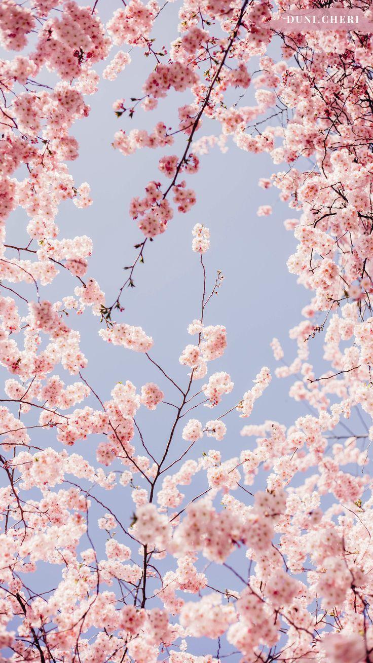 736x1309 Hanami Wall Paper. Cherry blossom wallpaper, Flower phone wallpaper, iPhone background wallpaper