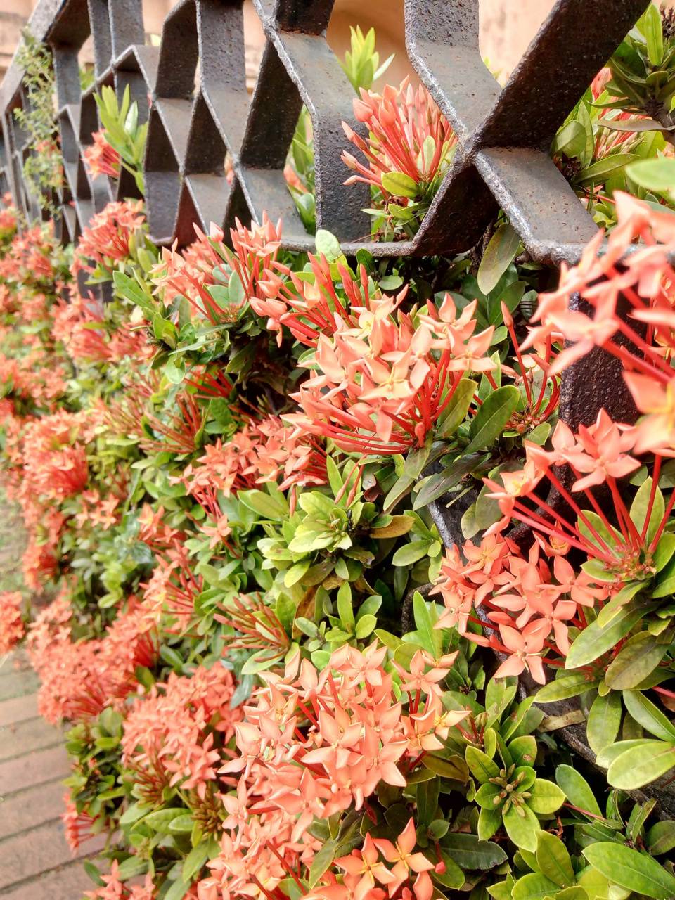 960x1280 Rustic flowers wallpaper