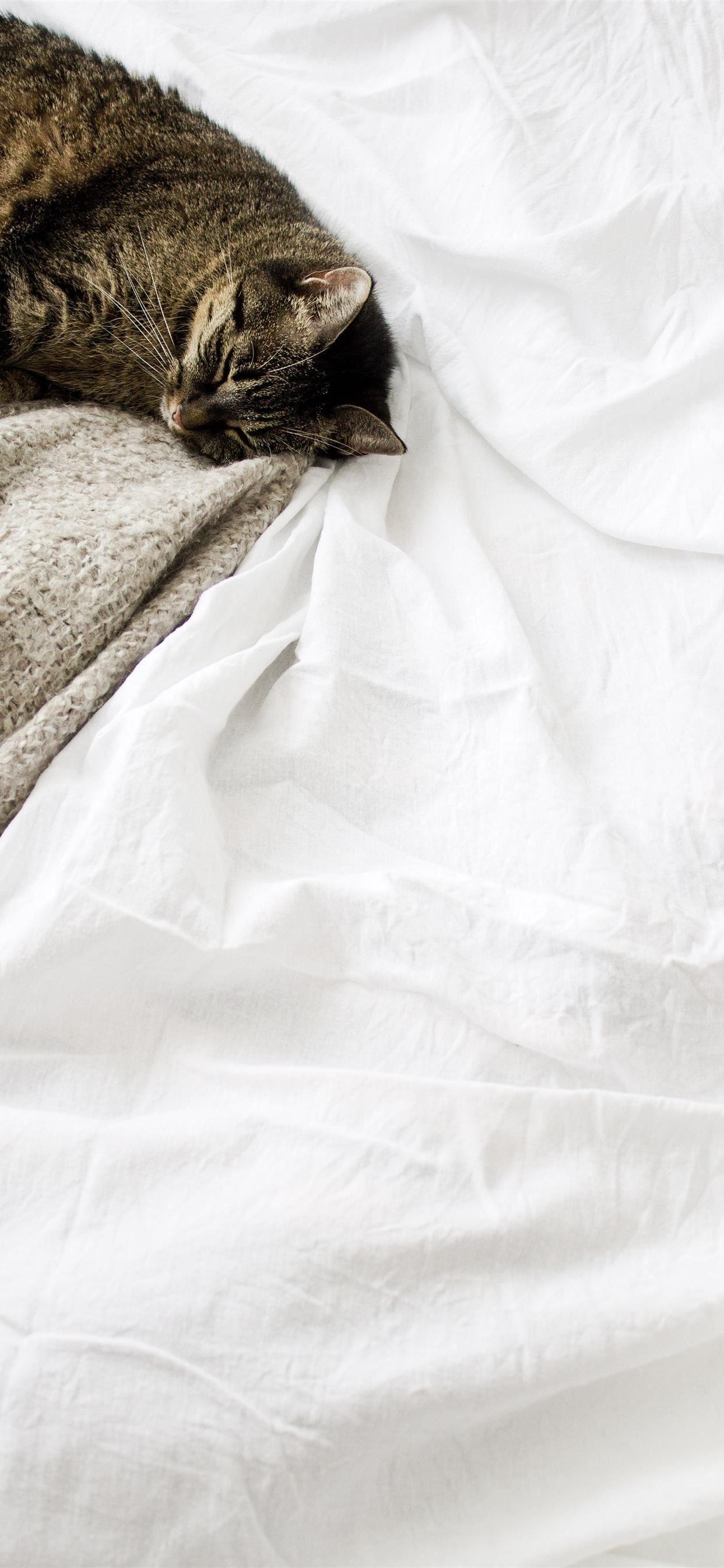 1242x2688 Cat sleeping white blanket iPhone X Wallpaper Free Download