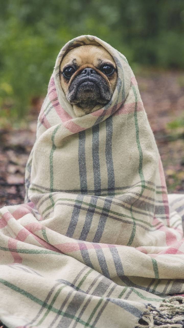 720x1280 Pug in blanket wallpaper