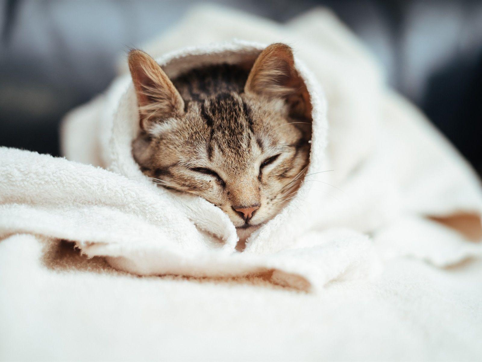 1600x1200 Wallpaper Cat sleep, woollen blanket 1920x1200 HD Picture, Image