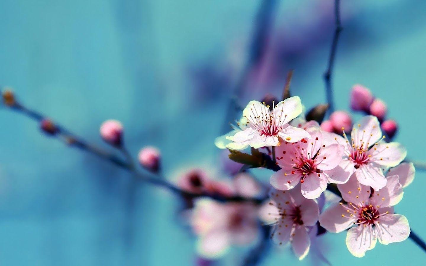 Hình nền HD 1440x900 Flower